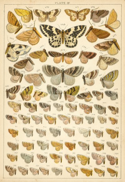 Plate from Our Country