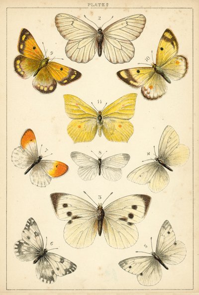 Plate from Our Country