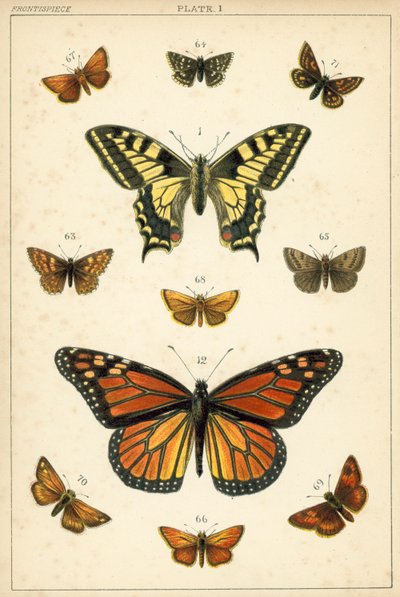 Plate from Our Country