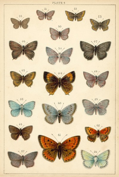 Plate from Our Country