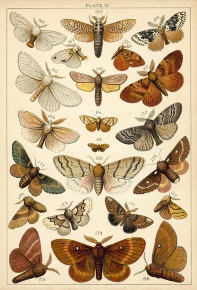 Plate from Our Country
