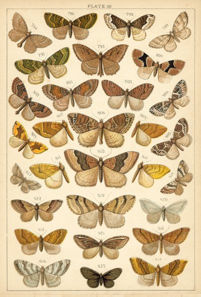 Plate from Our Country