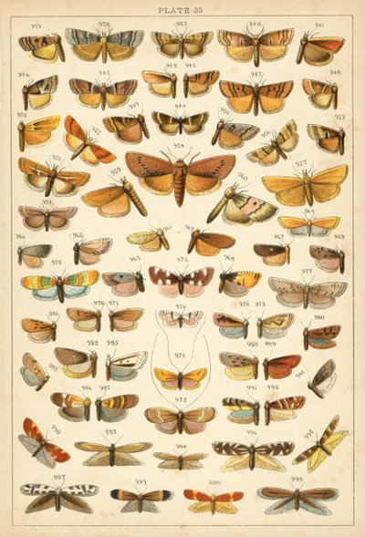 Plate from Our Country
