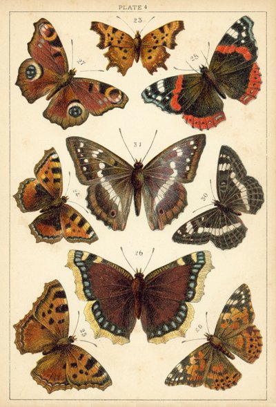 Plate from Our Country