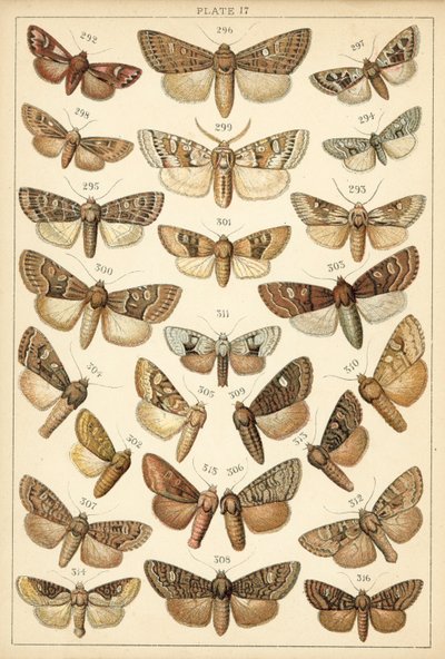 Plate from Our Country