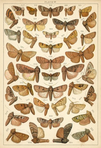 Plate from Our Country