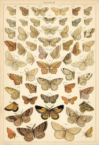 Plate from Our Country