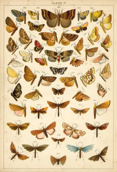 Plate from Our Country