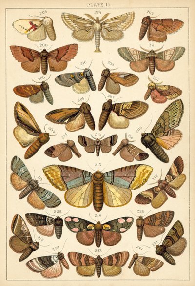 Plate from Our Country