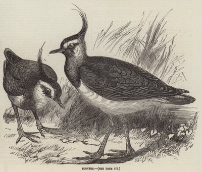 Plovers by English School