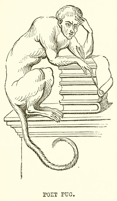 Poet Pug by English School