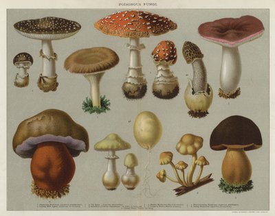 Poisonous Fungi by English School