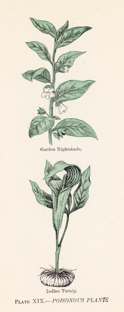 Poisonous plants by English School