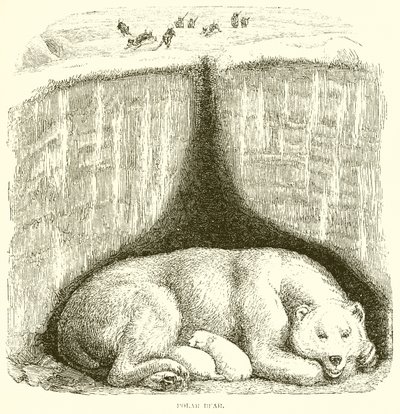 Polar Bear by English School