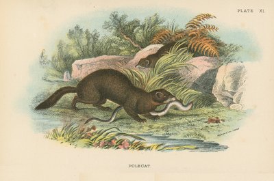 Polecat by English School