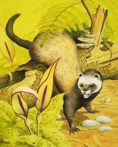 Polecat by English School