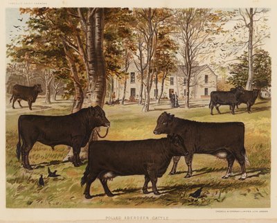 Polled Aberdeen Cattle by English School