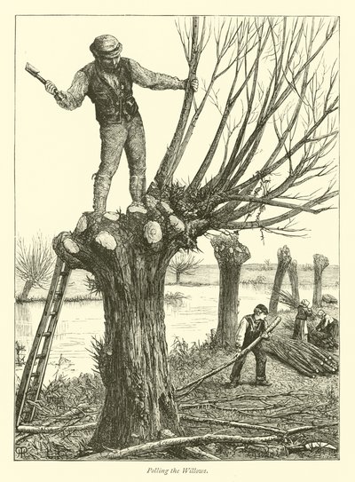 Polling the Willows by English School