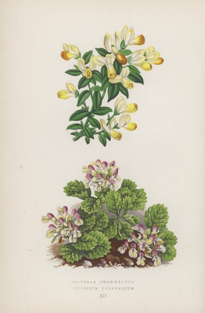 Polygala Chamaebuxus; Teucrium Pyrenaicum by English School