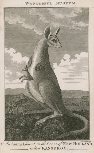 Portrait of a Kangaroo by English School