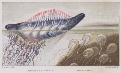 Portuguese Man-of-War, Tongued Sarsia by English School