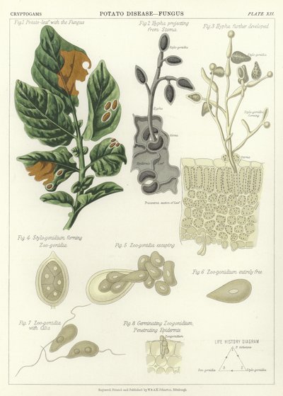 Potato Disease, Fungus by English School
