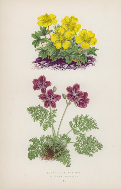 Potentilla Ambigua; Erodium Petraeum by English School