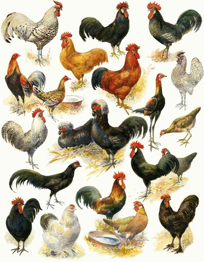 Poultry by English School