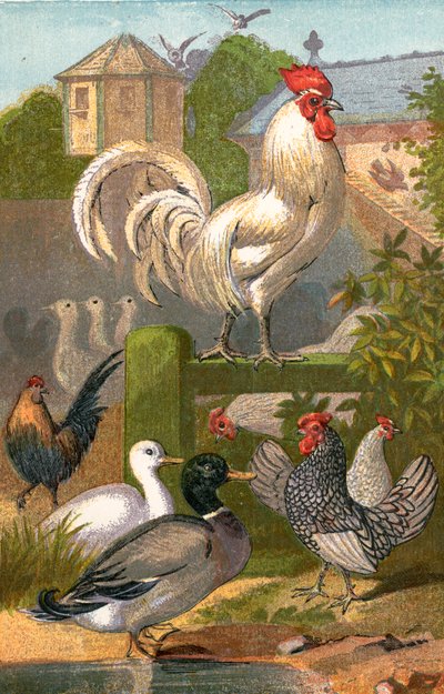Poultry yard, duck pond and pigeon house by English School