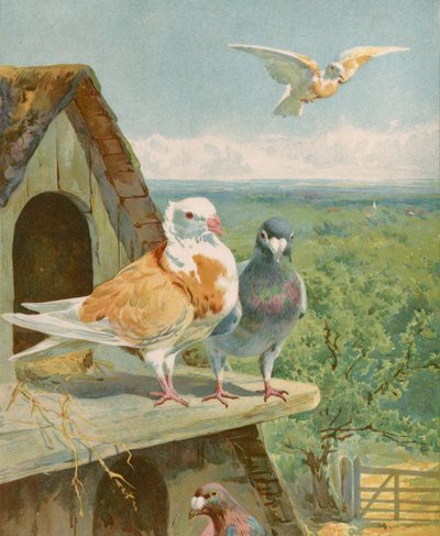 Pretty pigeons by English School