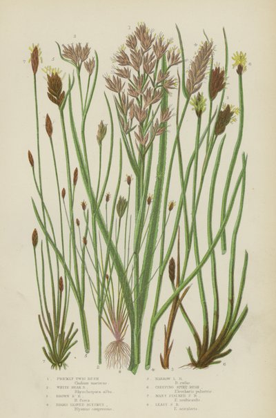 Prickly Twig Rush, White Beak Rush, Brown Beak Rush, Broad Leaved Blysmus, Narrow Leaved Blysmus by English School