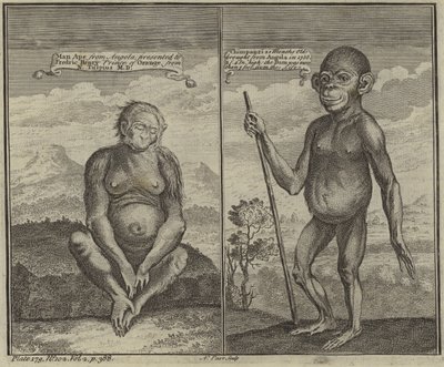Primates from Angola by English School