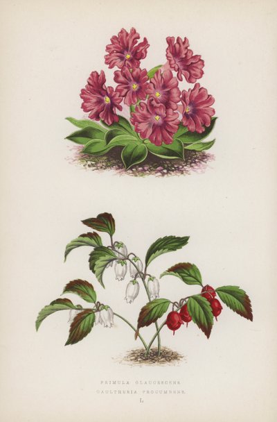 Primula Glaucescens; Gaultheria Procumbens by English School