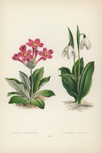 Primula Longifolia; Galanthus Plicatus by English School