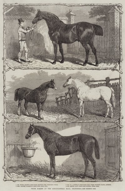 Prize Horses at the Agricultural Hall, Islington by English School