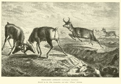 Prong-horn Antelope, Antilocapra Americana by English School