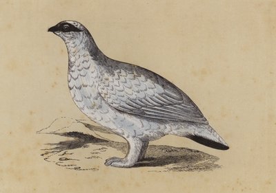 Ptarmigan by English School