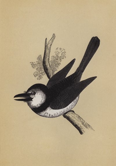 Puff Bird by English School
