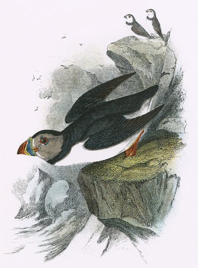 Puffin by English School