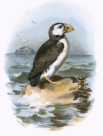 Puffin by English School