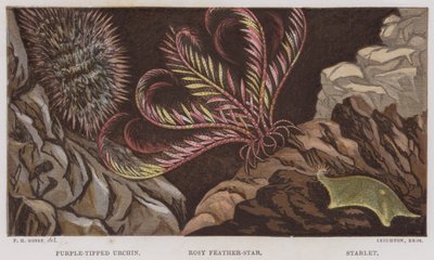 Purple-Tipped Urchin, Rosy Feather-Star, Starlet by English School