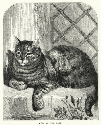 Puss at her ease by English School