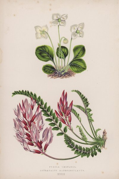 Pyrola Uniflora; Astragalus Monspessulanus by English School
