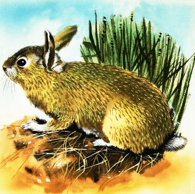 Rabbit by English School