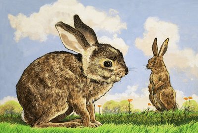 Rabbitis by English School