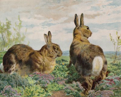 Rabbits by English School