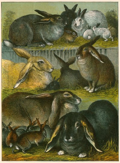 Rabbits by English School