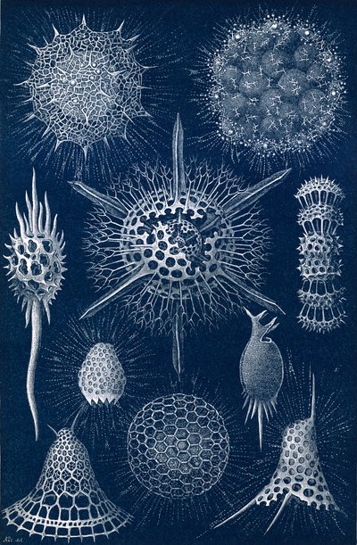 Radiolarians by English School