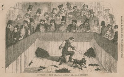 Ratting at the Graham Arms, Graham Street, London by English School