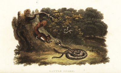 Rattlesnake charming a squirrel down from a tree by English School